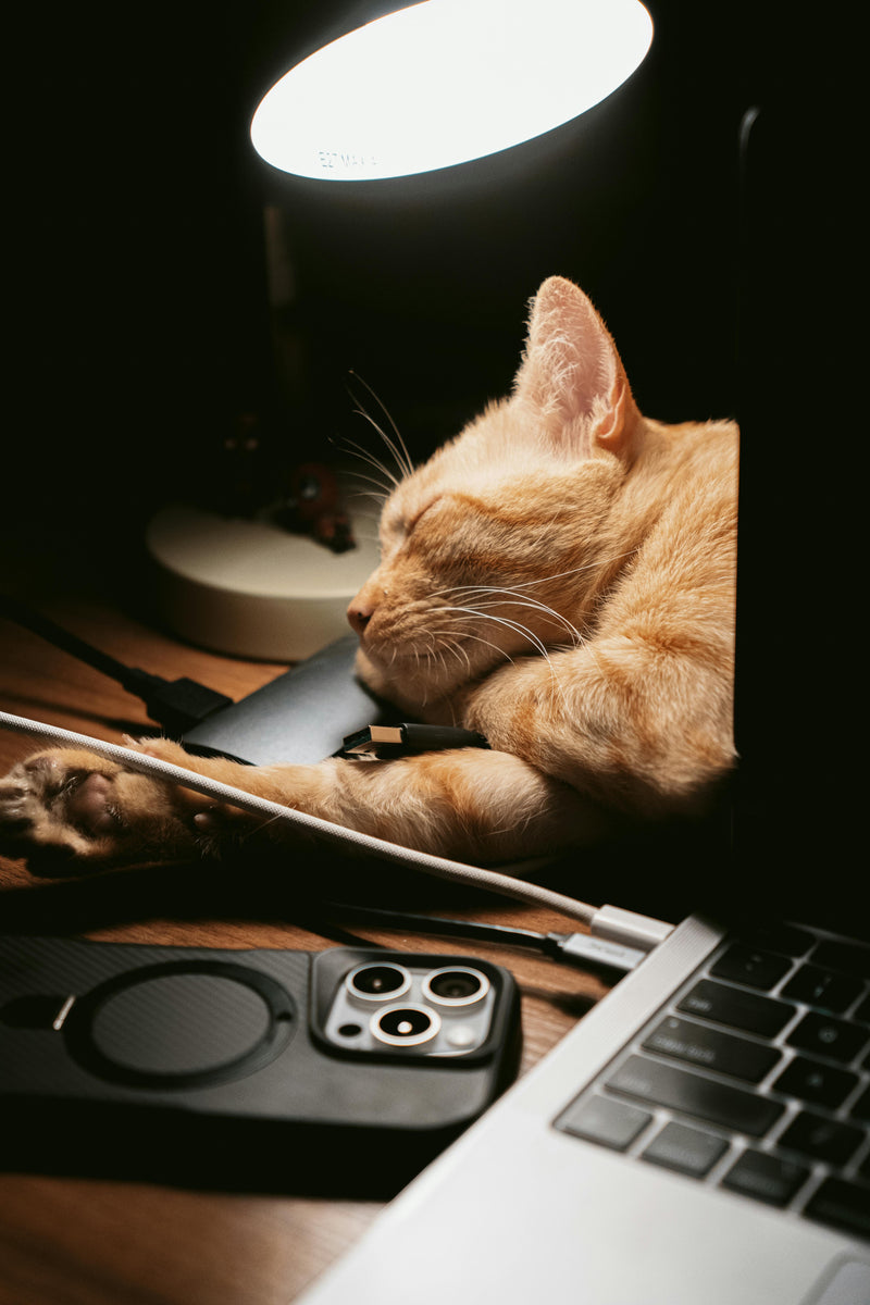 Day 21 : LAzy People Make Monies